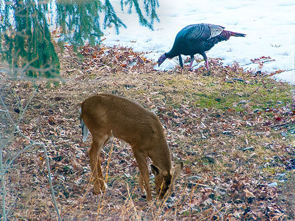 Deer & Turkey