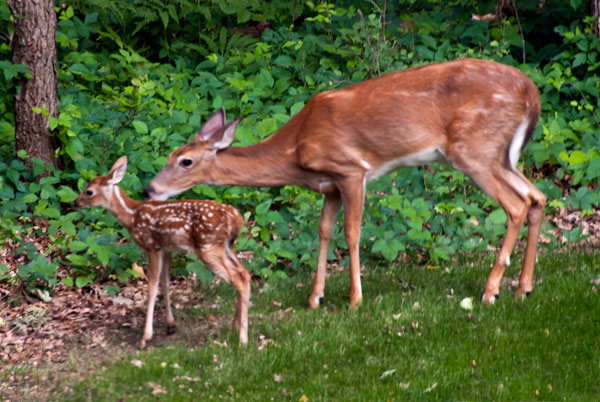 Mama and Fawn