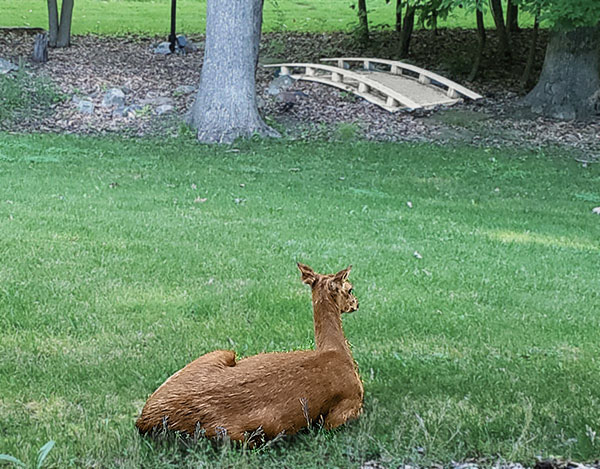 Deer in labor