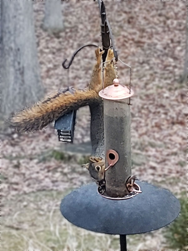 Squirrel on birdfeeder
