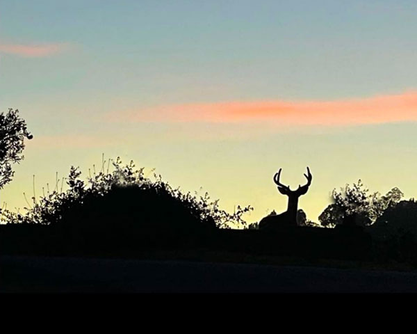 Stag at dusk