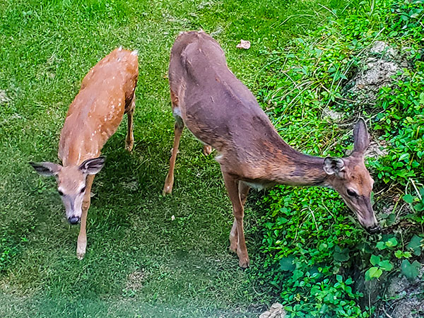 Deer feeding