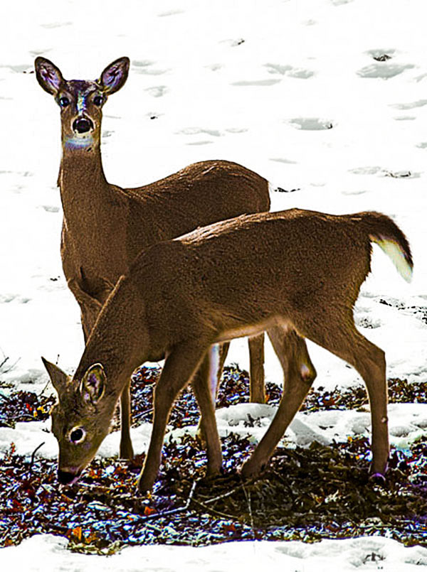 Deer in Winter