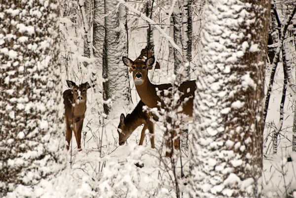 Four Deer - February, 2013