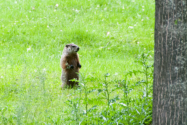 Alan - Ground Hog