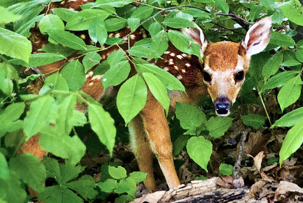 Newborn Deer