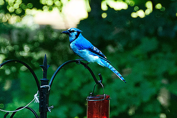 Blue Jay