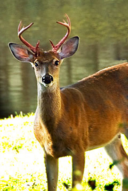 Buck