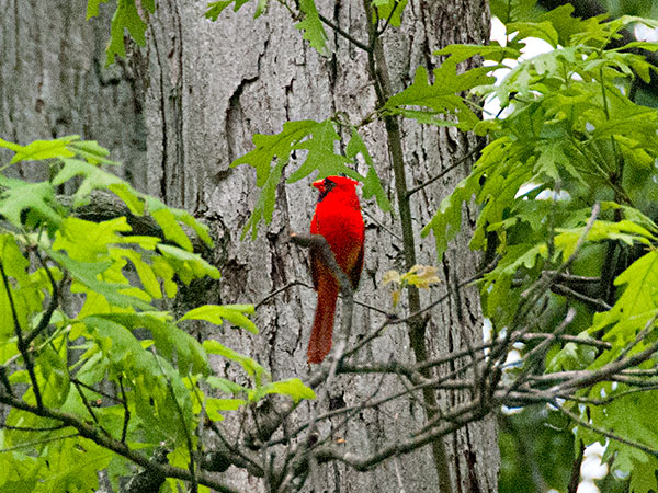Cardinal