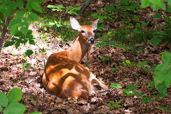 Deer