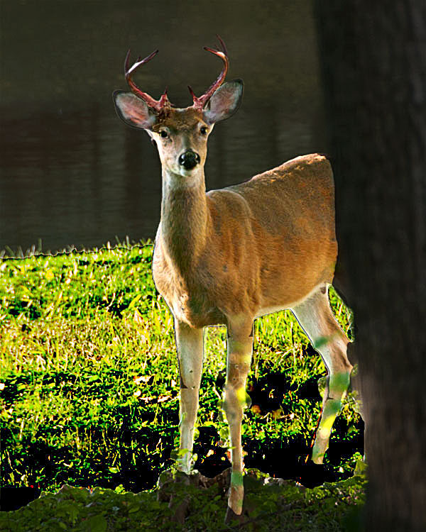 Deer