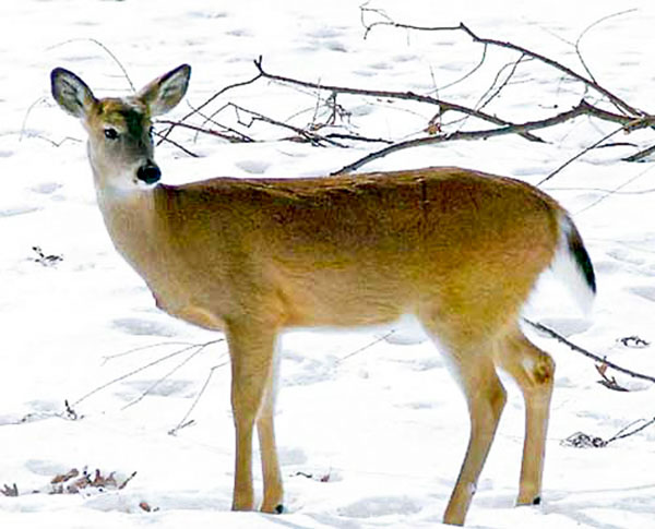 Deer in winter