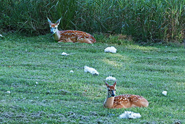 Deers with Cottonwood