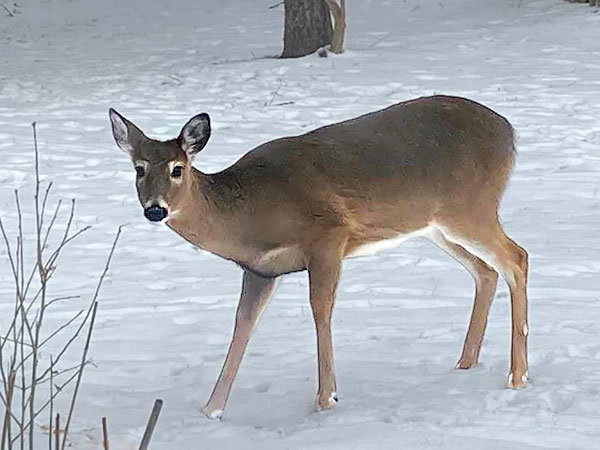 Emily Dionise deer