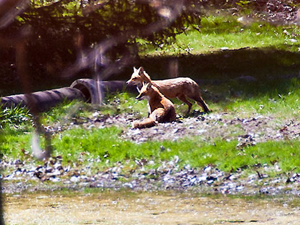 Fox family