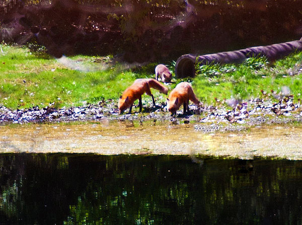 Foxes