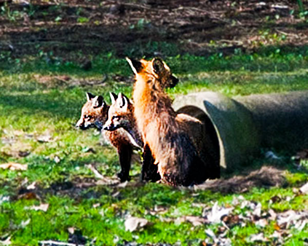 Foxes
