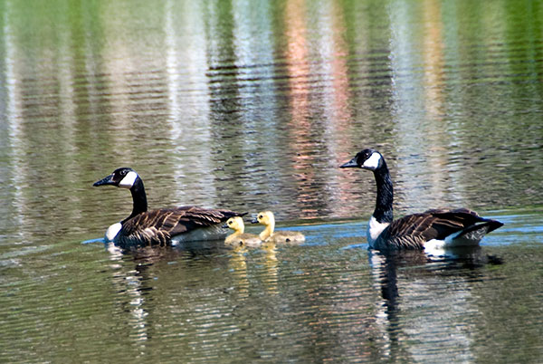 Geese