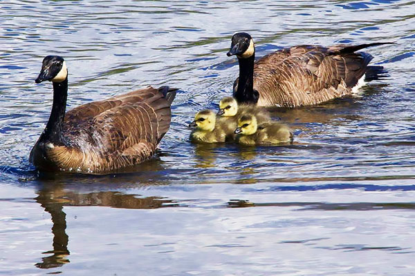 Geese
