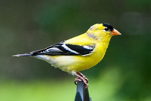 Gold Finch 2019