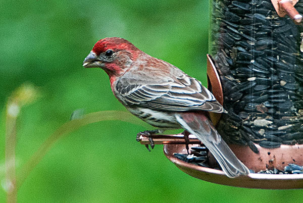 House Finch