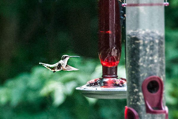 Humming Bird