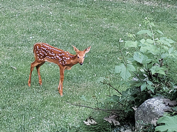 New born fawn