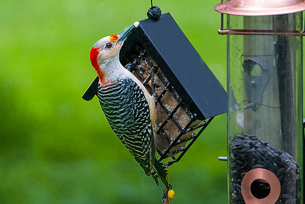 Red Bellied Woodpecker
