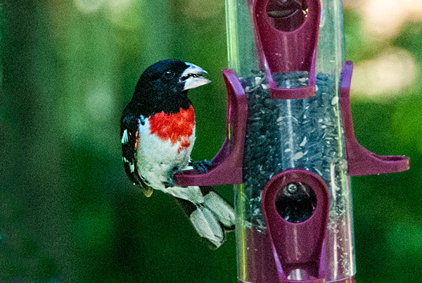 Rosebreasted Grossbeak