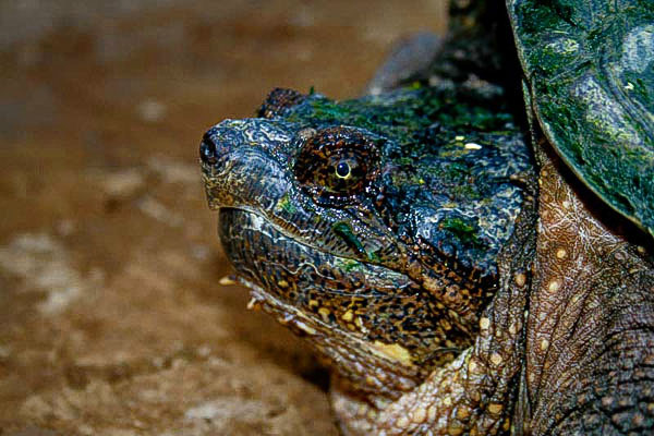 Snapper