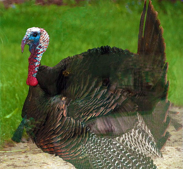 Turkey at Door
