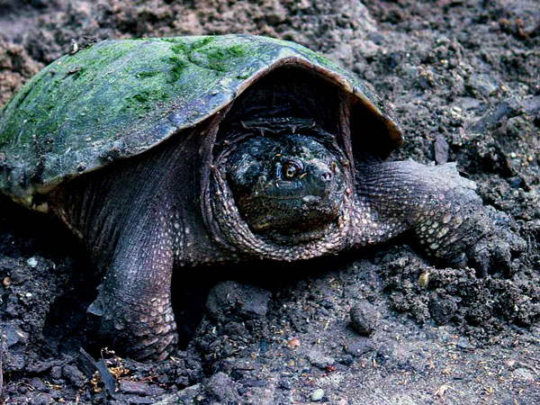 Turtle