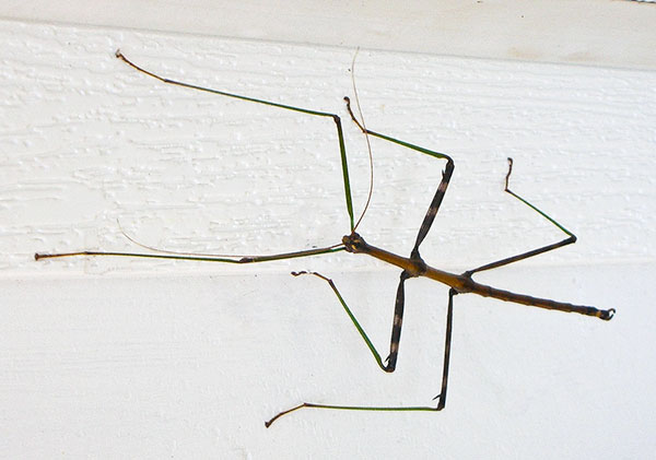 Walking Stick