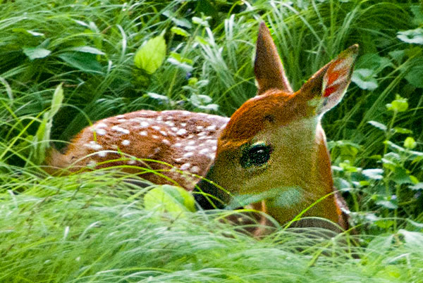 Baby Deer 2019