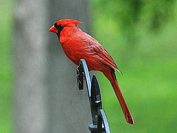 Cardinal