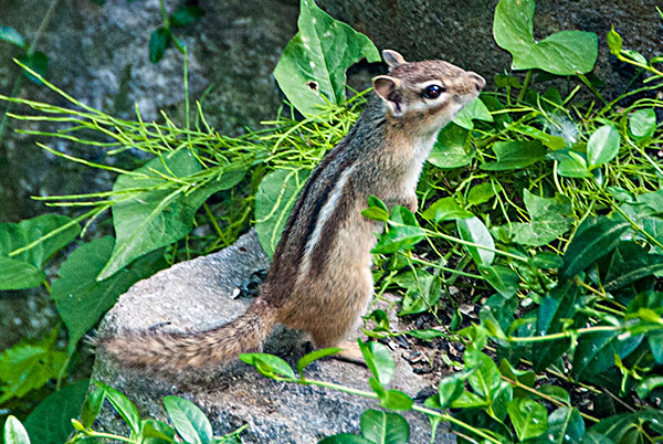 Chipmunk