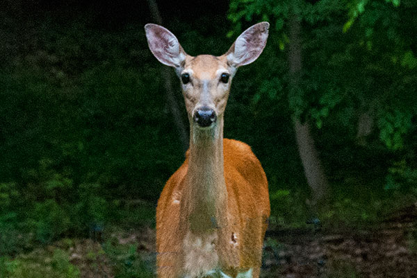 Deer