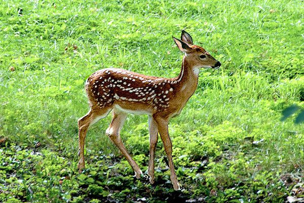 Deer
