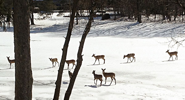 Deer