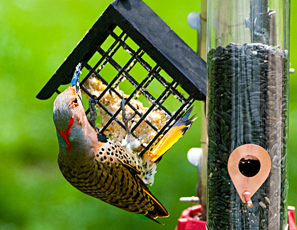 Flicker
