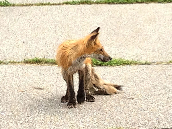 Fox