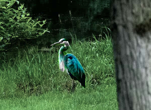 Great Blue Heron