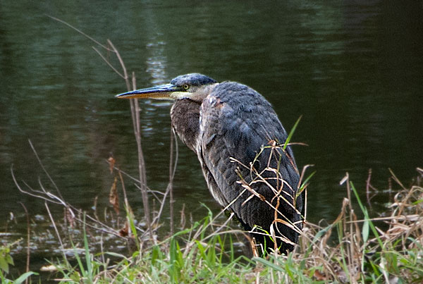 Heron