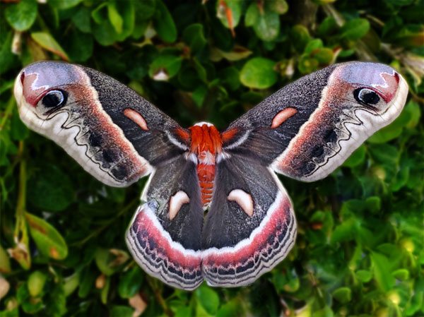 Moth