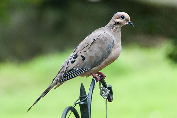 Mourning Dove