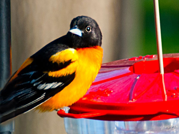 Oriole