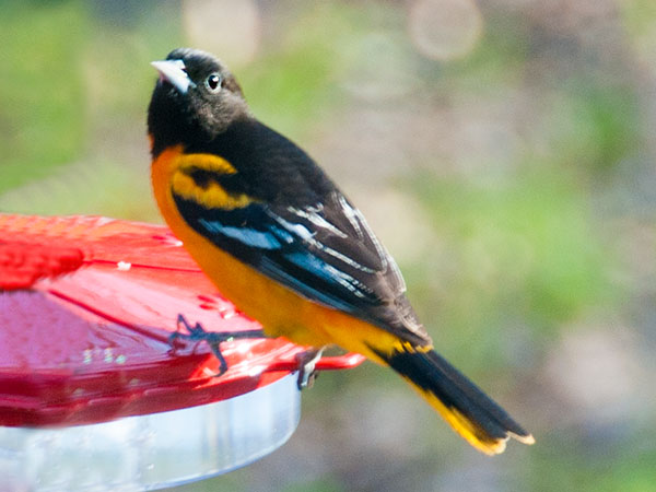 Oriole