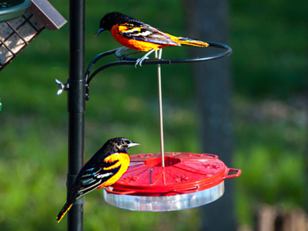 Orioles