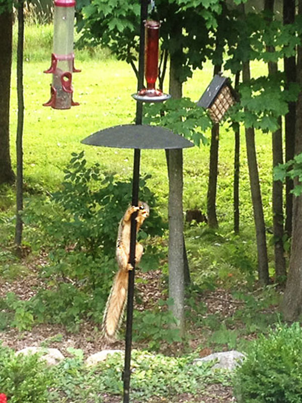 Squirrel