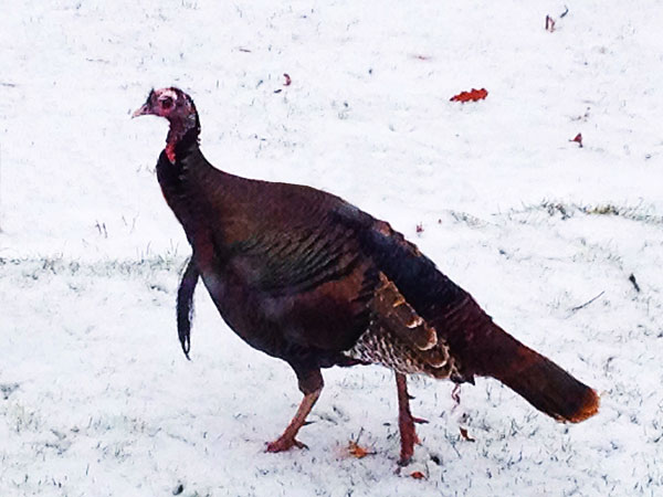 Turkey